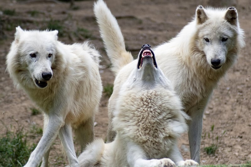 Imaginary beasts